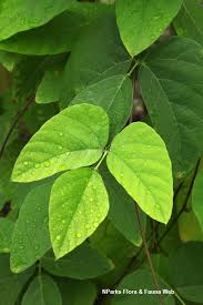 Image result for Ixonanthaceae