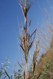 Image result for Hyparrhenia rufa