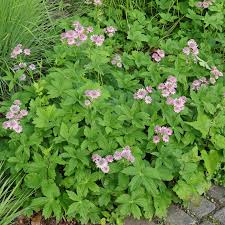 Image result for Astrantia major `Roma`