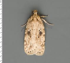 Image result for Photedes fluxa