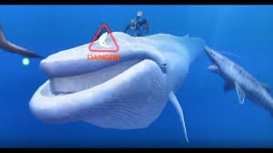 That's the siren song sung by the gamemakers at nintendo calling you to endless ocean: Narwhal Partner Endless Ocean Blue World Youtube