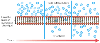 Nomme deux particules capables de diffuser à travers la membrane plasmique. Revision Sur Le Transport Passif Lecon Khan Academy