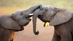 Best places to see elephants in Africa | ArabiaWeather | ArabiaWeather
