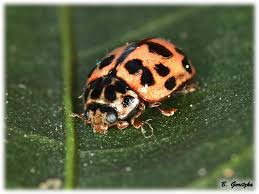 Image result for Oedina congdoniana