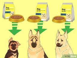 3 Ways To Make Your German Shepherd Gain Weight Wikihow