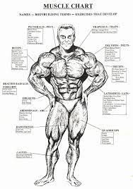 Finally, achilles tendon, as its name indicates, is not a muscle: Muscle Anatomy Chart Inspirational Check The Best Bodybuilding Website Like And Body Muscle Chart Muscle Anatomy Fitness Motivation Inspiration
