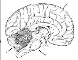 Human brain worksheet coloring page from anatomy category. Brain Anatomy Coloring