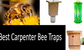 Control carpenter bees carpenter bee control is not hard to do. Top 3 Carpenter Bee Traps Best Wooden Traps How To Get Rid Quickly