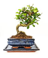 We did not find results for: Indoor Bonsai Trees For Sale Indoor Bonsai Plants Bonsai2u
