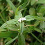 Image result for Spermacoce kirkii