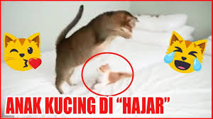  Dunia Kucing Pordegobag Profile Pinterest