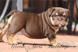 Hand raised miniature english bulldog puppies for sale to approved homes at times. English Bulldog Puppy Dog For Sale In Oologah Oklahoma
