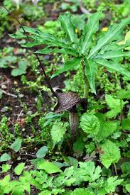 Image result for Arisaema mildbraedii