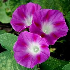 Morning Glory Crimson Rambler Flower Seeds Ipomoea Purpurea 20 Seeds Morning Glory Seeds Flower Seeds Morning Glory Flowers
