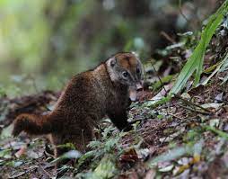 Our outerwear is tested tough in the pacific northwest. Cusumbo Biodiversidad De La Finca El Milagro Inaturalist