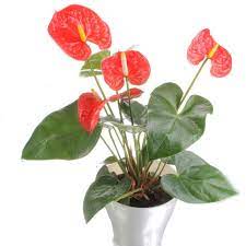 Plants with bright red and green leaves brighten up rooms and add a touch of warmth to the décor. Common House Plants Hgtv