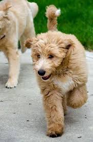 Maybe you would like to learn more about one of these? Australian Shepherd Golden Retriever Poodle Mix Google Search Golden Retriever Poodle Mix Poodle Mix Puppies