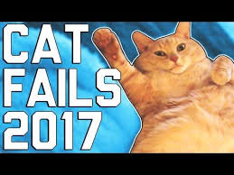 Music Therapy Youtube Funny Cat Fails Funny Cats