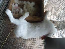 Que faire de son lapin mort. Comment Reconnaitre La Vhd Les Symptomes Le Blog De Louis Agbokou