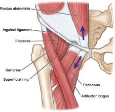 In human anatomy, the groin (the adjective is inguinal, as in inguinal canal) is the junctional area (also known as the inguinal region) between the abdomen and the thigh on either side of the pubic bone. The Hip In Ice Hockey Part 3 The Groin Strain Impostors Adam Virgile Sports Science