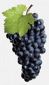 Common Grape Vine Red Wine White Wine Isabella Purple Grape Logo Png In 2020 Grapes Grape Vines Green Grapes