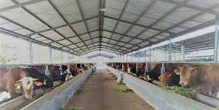 Bojonegoro Feedlot Evcil Hayvan Bakimi Ciftlikler Ahir Planlari