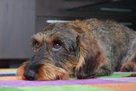 Sometimes in reds, the dappling is darker. Dachshund Colors And Patterns With Pictures Planet Doxie