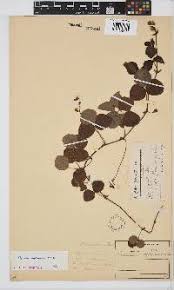 Image result for Rhynchosia clivorum