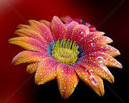 2057 237 flower nature flora. Beautiful Colors Single Flower Flowers Pixoto