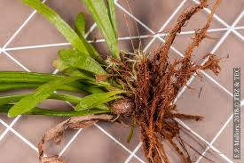 Image result for Vittaria