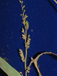 Image result for Echinochloa frumentacea
