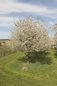 Pin On Gardening
