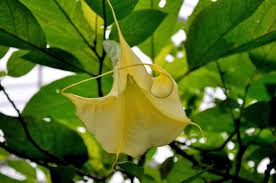 Image result for Brugmansia aurea