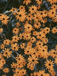 Pin By Kb On Flowers Flower Aesthetic Flower Iphone Wallpaper Yellow Aesthetic Pastel