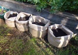 Growing Potatoes In Hessian Bags Growing Potatoes Container Gardening Vegetables How To Store Potatoes