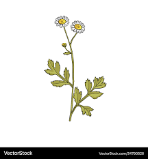 Image result for Feverfew