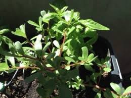 Salt and pepper to taste. Gcqsptwm8mslvm