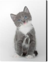 Isolated On White Mavi Gozlu Gri Kedi Yavrusu Cikartmasi Pixerstick Pixers Haydi Dunyanizi Degistirelim