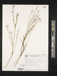 Image result for Hugonia platysepala