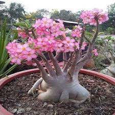 Image result for Adenium