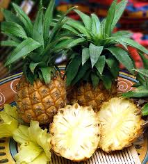 Mungkin anda pernah bertanya, berapa lama umur sel sperma setelah dikeluarkan dari penis? Pembungaan Dan Nanas Berbuah Di Rumah