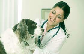 Ünlü ve amatör yazarlardan en güzel dog doctor number near me kitapları incelemek ve satın almak için tıklayın. Career In Veterinary Job Scope Courses Salary