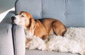 Ihr hund schläft gerne auf dem sofa? Das Ideale Sofa Fur Hundebesitzer Sofa Ratgeber De