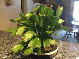 What causes christmas cactus flower buds to fall? Thanksgiving Cactus Buds Won T Open Any Helpful Tips