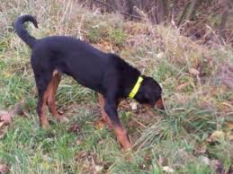 Image result for sedmihradský honič