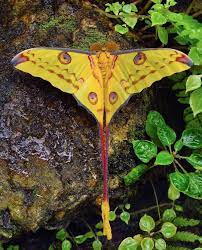 Comet Moth Argema Mittrei Moth Species Comet Moth Moth Tattoo