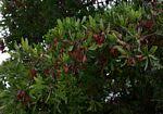Image result for Terminalia sericea