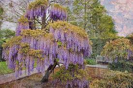 Wisteria Tree In Symbolism Library Forum Wisteria Tree Tree Wisteria