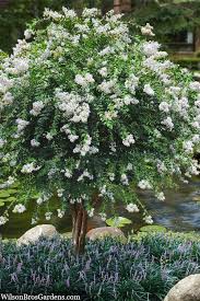 Image result for Hippocratea crenata