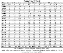 Miniature Poodle Growth Chart Punctual Standard Poodle